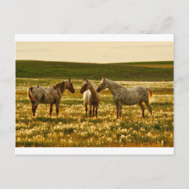 Cartão Postal Conferência sobre Cavalos
