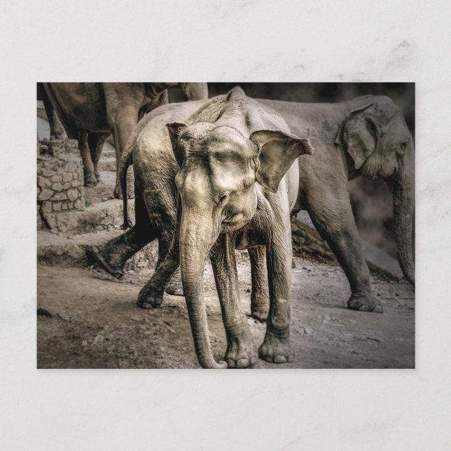 Cartão Postal Confirmação (Frente)