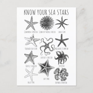 Cartão Postal Conheça as Estrelas do Mar – Grupos de Estrelas do