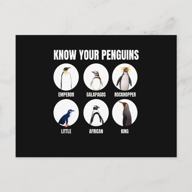 Cartão Postal Conheça seu pinguim pinguim pinguim pinguim (Frente)