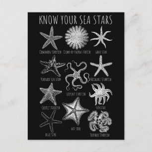 Cartão Postal Conheça Suas Estrelas do Mar - Grupos de Starfish