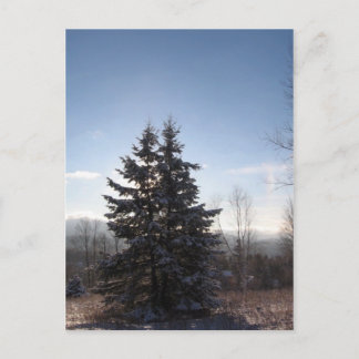 Cartão Postal conífera