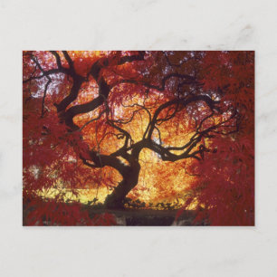 Cartão Postal Connecticut: Darien, bordo japonês 'Acer