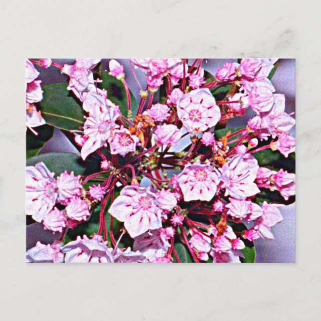 Cartão Postal Connecticut Mountain Laurel (Frente)