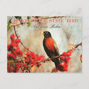 Cartão Postal Connecticut State Bird - Robin Americano