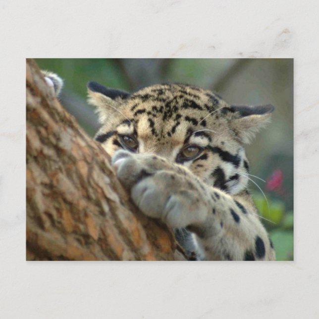 Cartão Postal Consegui? (Frente)