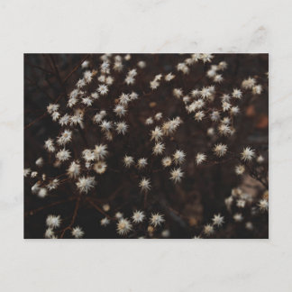 Cartão Postal "Constelação Bosque"