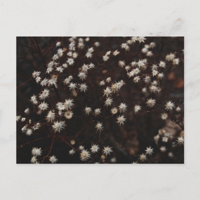 Cartão Postal "Constelação Bosque" (Frente)