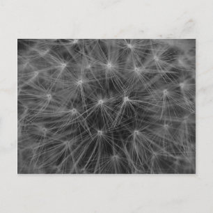 Cartão Postal Constelação Dandelion