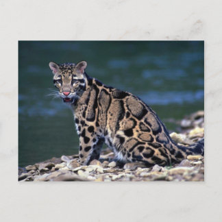Cartão Postal Contato olho-leopardo nublado