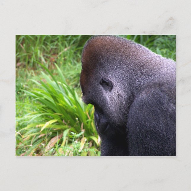 Cartão Postal Contemplação (Frente)