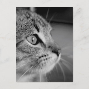 Cartão Postal Contemplação de Gatos de Gato Branco e Preto