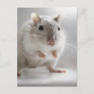 CARTÃO POSTAL CONTENTE-SE COM VOCÊ