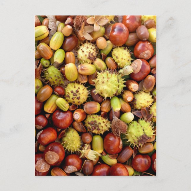 Cartão Postal Contexto do outono (Frente)