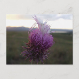 Cartão Postal Contra o Grão