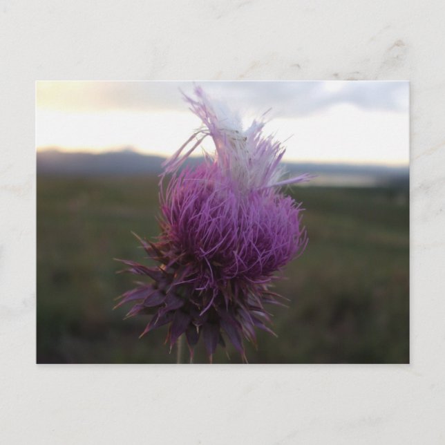 Cartão Postal Contra o Grão (Frente)