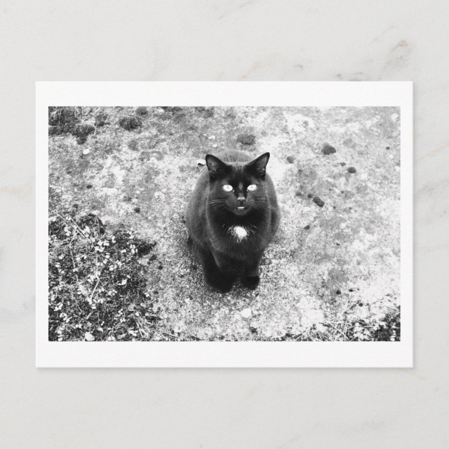 Cartão Postal Conversa de Gato (Frente)
