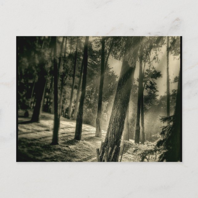 Cartão Postal Cool Black and White Forest Sun Rays Nature Gifts (Frente)
