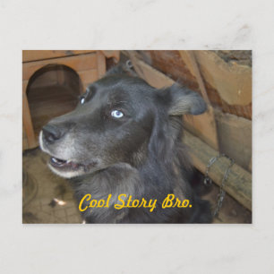 Cartão Postal Cool Story Bro