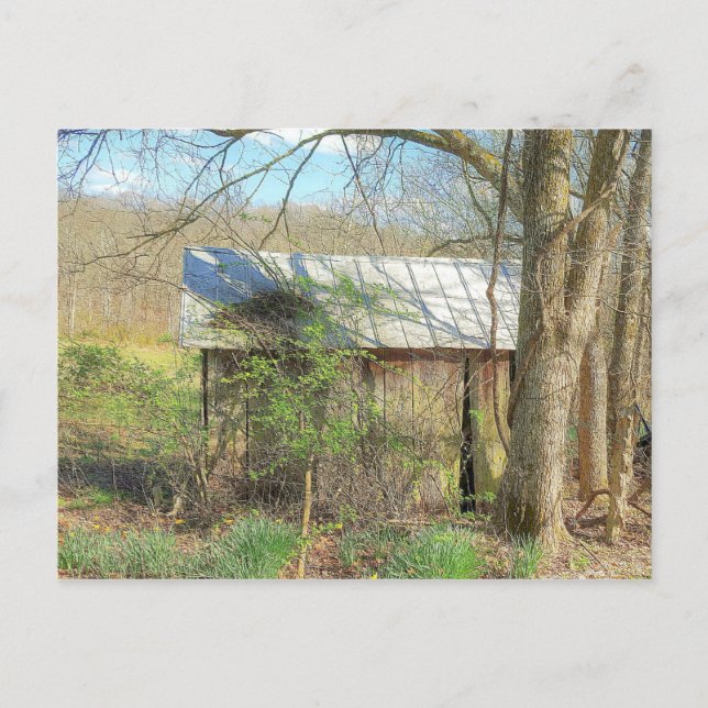 Cartão Postal Coop de frango antigo (Frente)