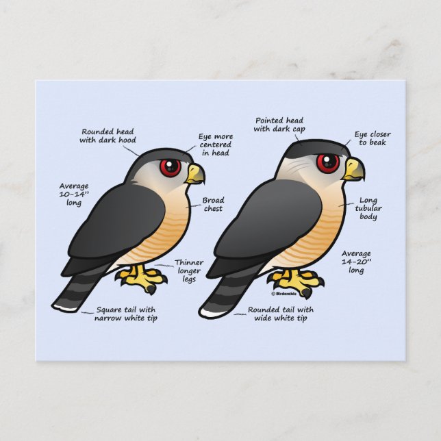 Cartão Postal Coop v Sharpie (Frente)