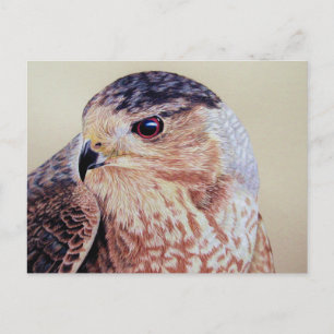 Cartão Postal Coopers Hawk Portrait