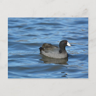Cartão Postal Coot Americano