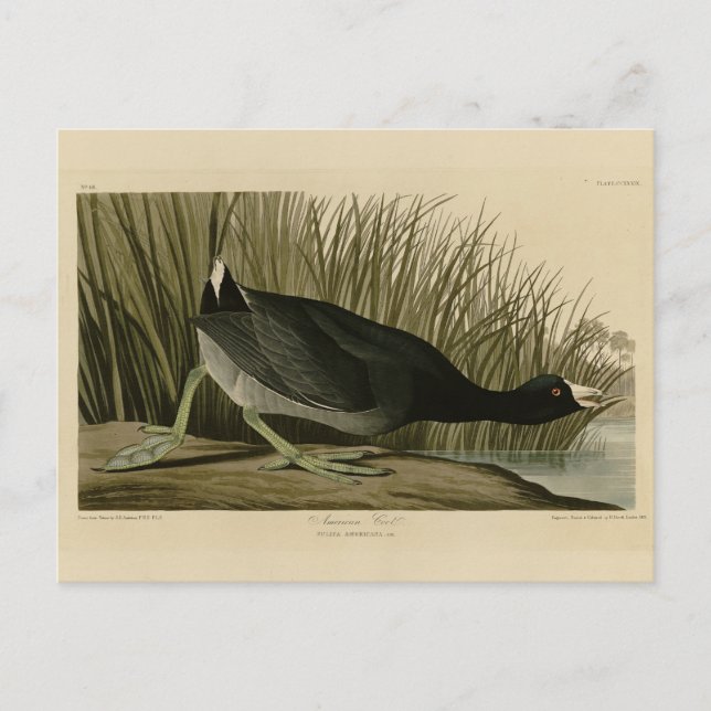 Cartão Postal Coot Americano das Aves da América de Audubon (Frente)