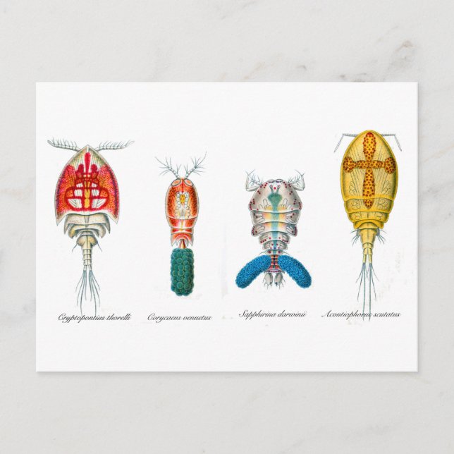 Cartão Postal Copepods (Frente)