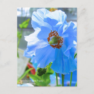 Cartão Postal Cópia Azul Himalaia:Cartão-postal
