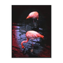 Cópia FLAMINGO