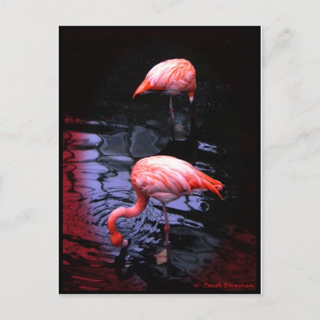 Cartão Postal Cópia FLAMINGO (Frente)