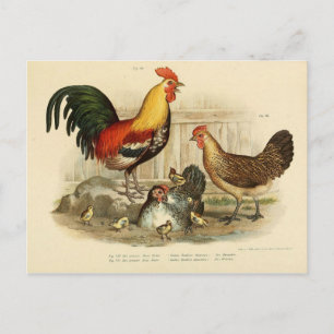 Cartão Postal Coq et pole de ilustração