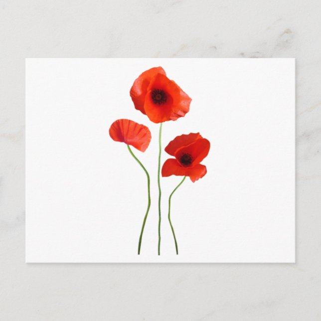 Cartão Postal coquelicot - papoila (Frente)