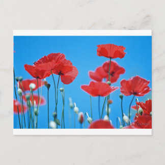 Cartão Postal Coquelicots de Provença