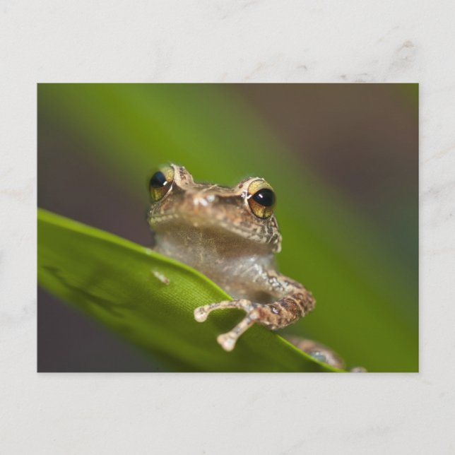 Cartão Postal Coqui comum, Eleutherodactylus coqui (Frente)