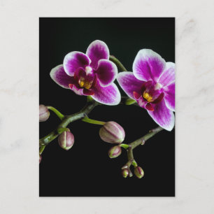 Cartão Postal Cor branca rosa-orquídea em preto pálido e suave