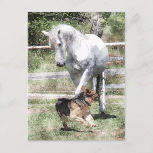CARTÃO POSTAL COR DA ÁGUA DO CAVALO E DO CÃO