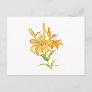 Cartão Postal Cor d'água laranja amarelo tipicamente botânica