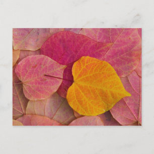 Cartão Postal Cor de queda no 'Forest Pansy Redbud' caída