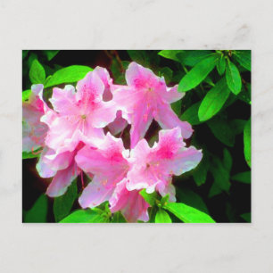 Cartão Postal Cor-de-rosa
