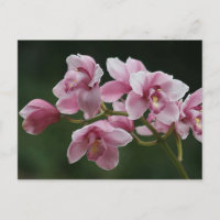 cartão postal cor-de-rosa profundo