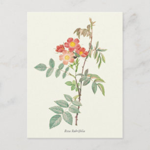 Cartão Postal Cor-de-rosa-vírgula e Impressão de Botânica do Ros