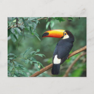 CARTÃO POSTAL COR DO CHEIO FOTO TOCO TOUCAN