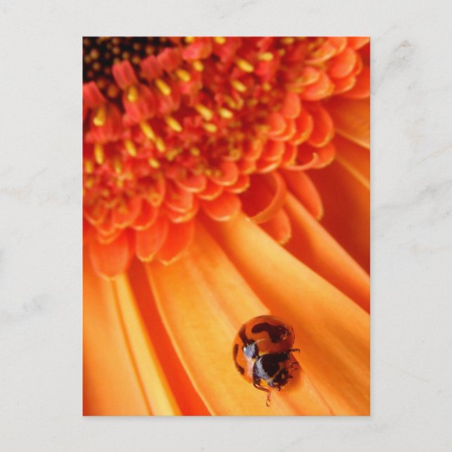 Cartão Postal cor do verão (Frente)