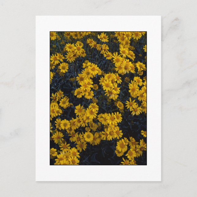 Cartão Postal " Cor-me amarelo " (Frente)