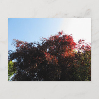 Cartão Postal Cor natural