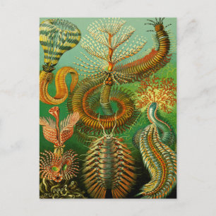 Cartão Postal Cor Submarina