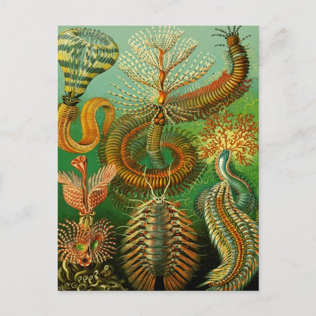 Cartão Postal Cor Submarina (Frente)