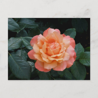 Cartão Postal Coração de Dourado